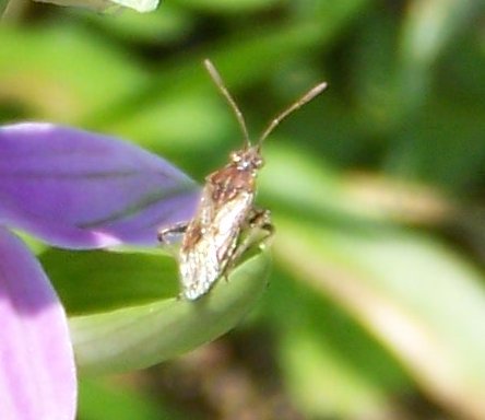 Stictopleurus sp. su Ophyris