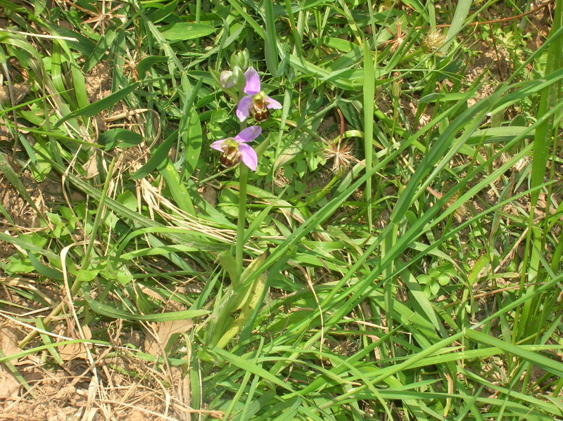 Ophrys apifera