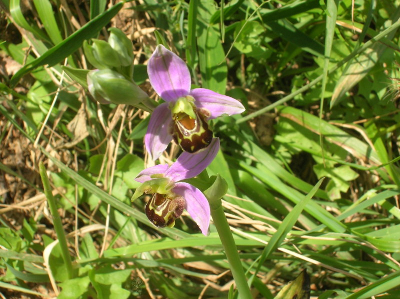 Ophrys apifera
