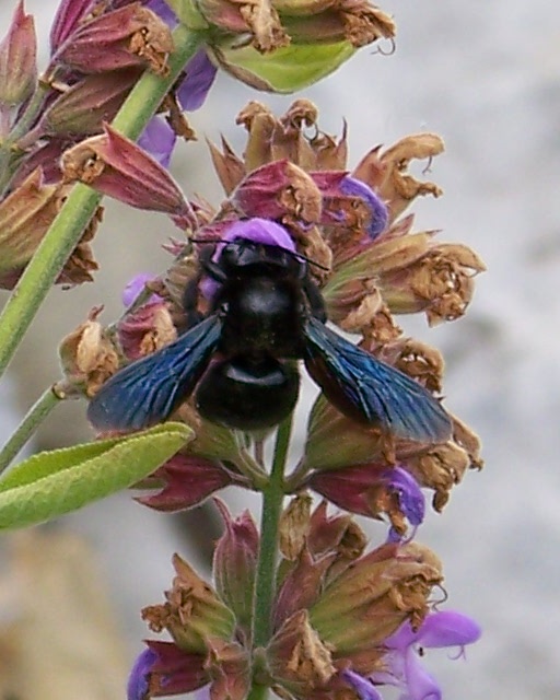 xylocopa violacea