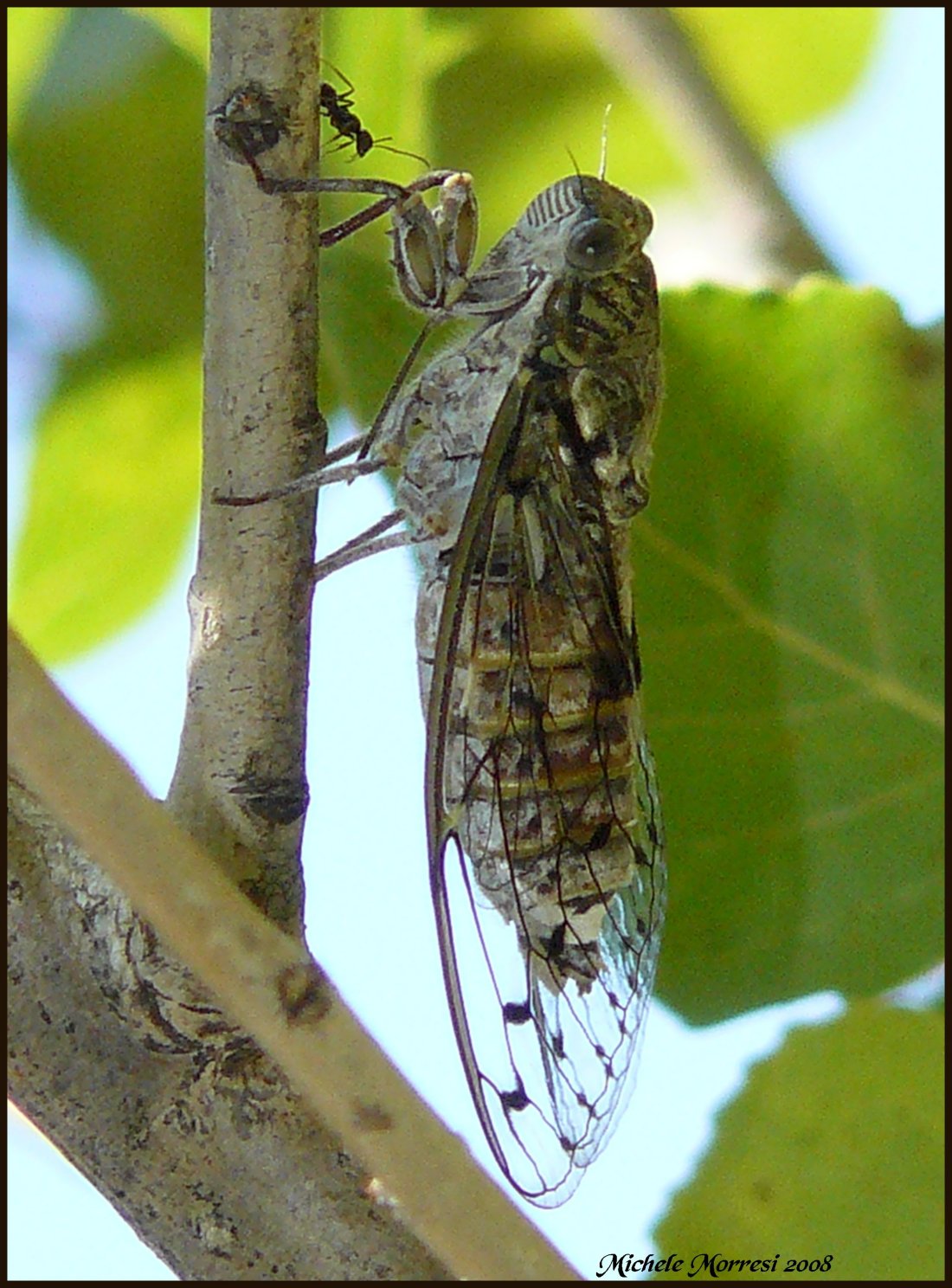 la cicala e la formica