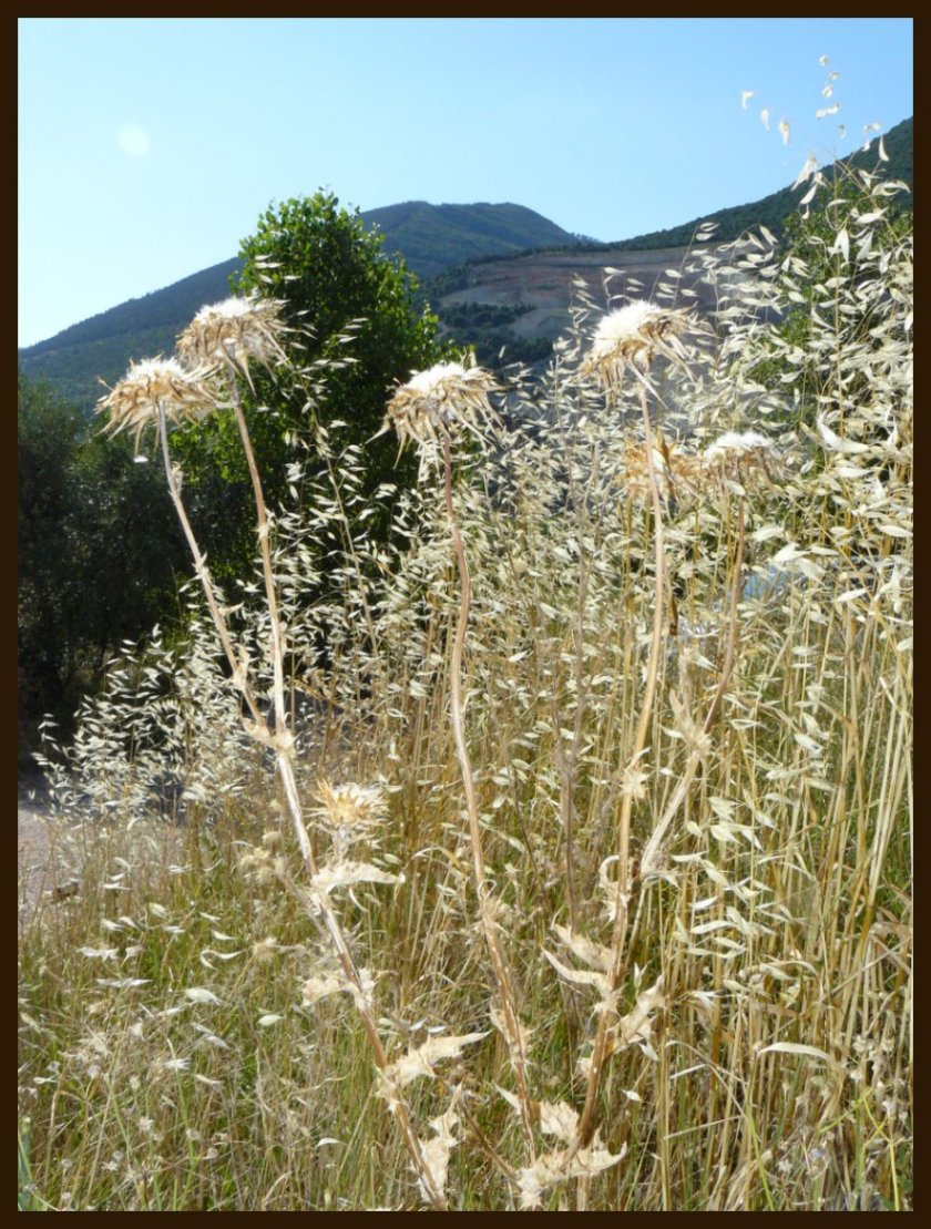 fiori