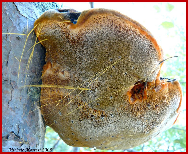 chi lo determina? (Inonotus hispidus)