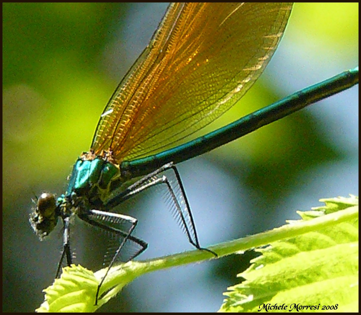 altre libellule