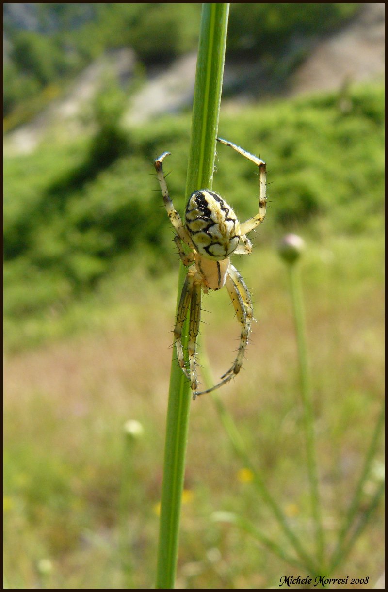 Heriaeus sp.; Neoscona adianta