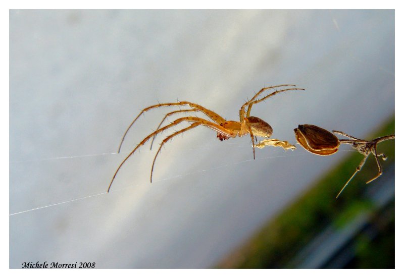 Heriaeus sp.; Neoscona adianta