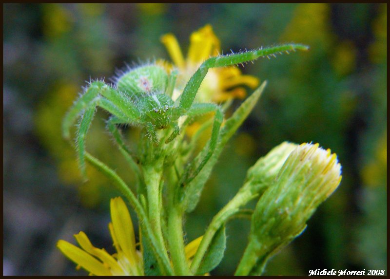 Heriaeus sp.; Neoscona adianta