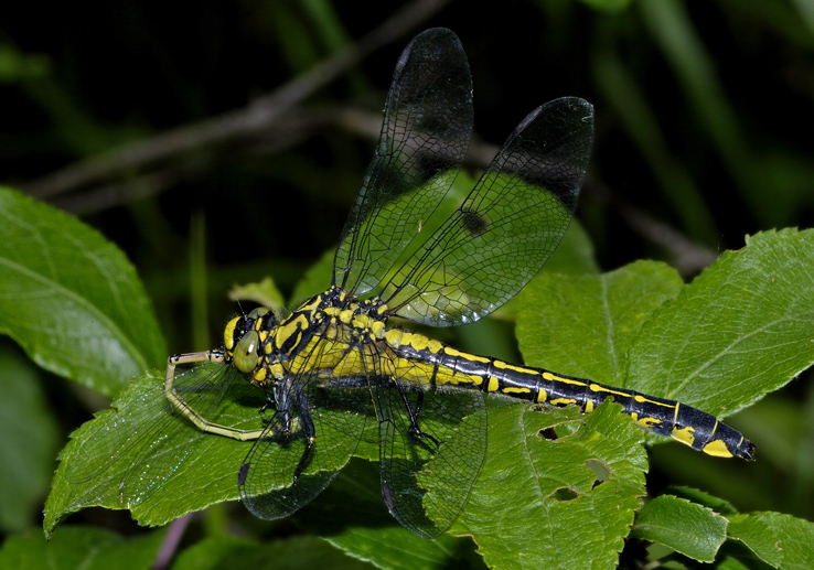 Gomphus vulgatissimus ???