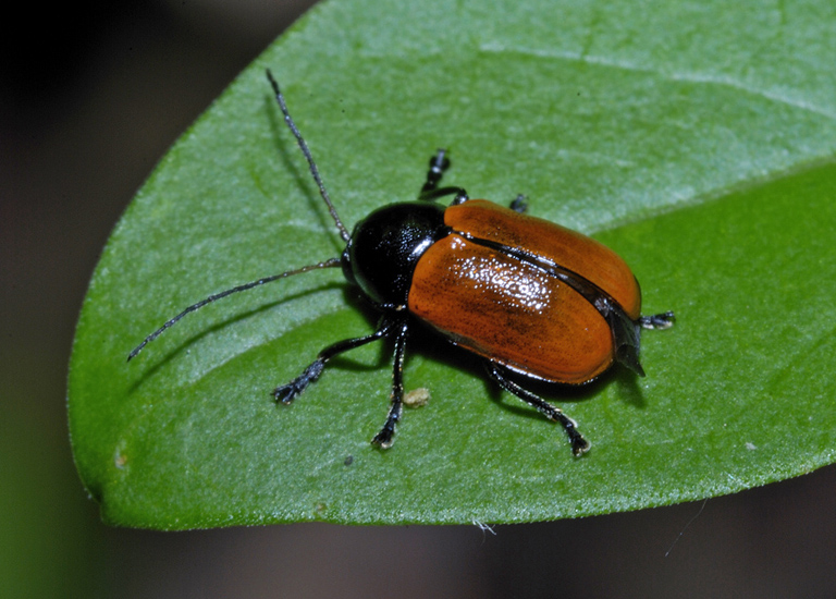 Chrysomelidae da identificare: Cryptocephalus coryli