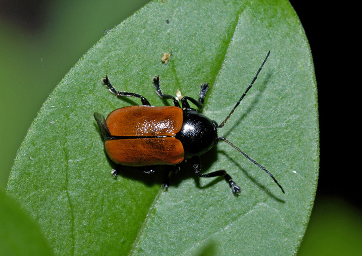 Chrysomelidae da identificare: Cryptocephalus coryli