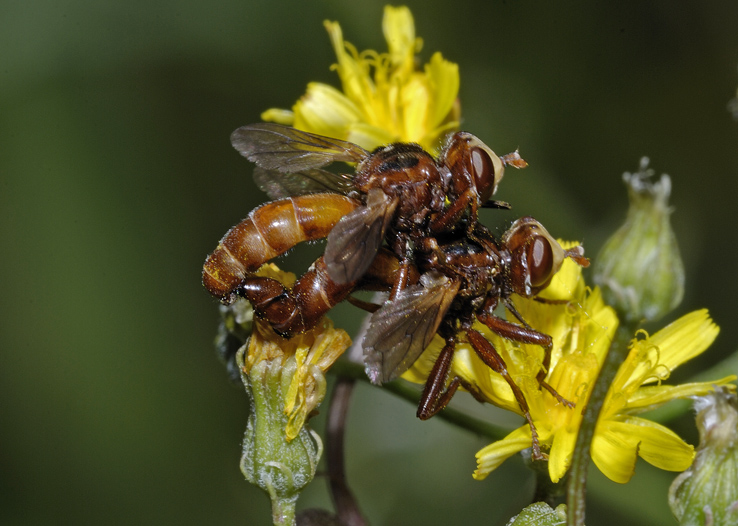 Sicus ferrugineus ♂ ♀ (Conopidae)