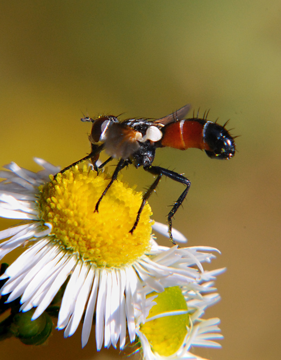 Cylindromyia sp. (Tachinidae).