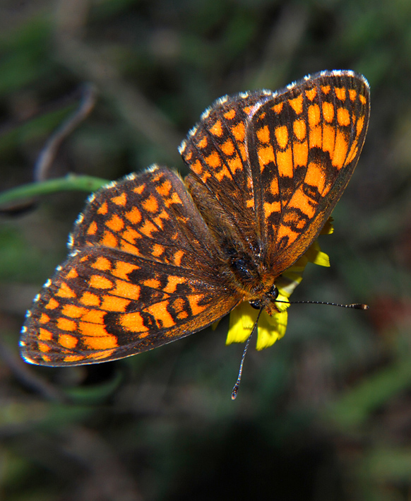 Melithaea ......