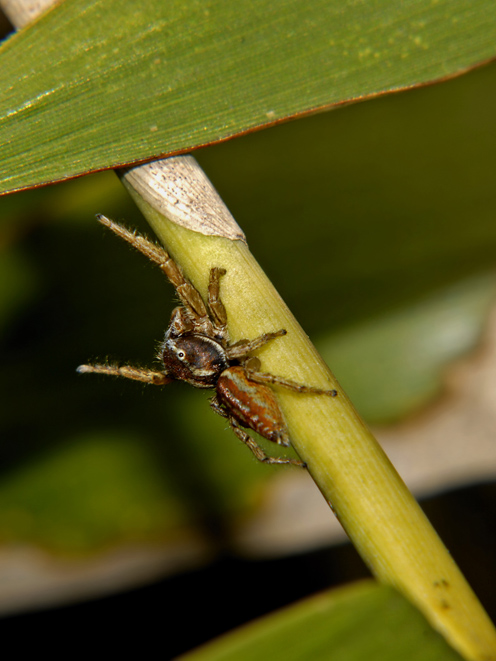 Marpissa pomatia