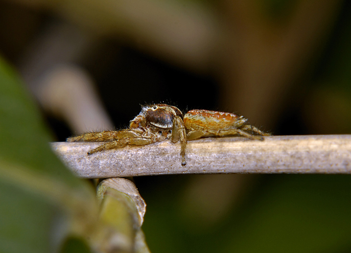 Marpissa pomatia