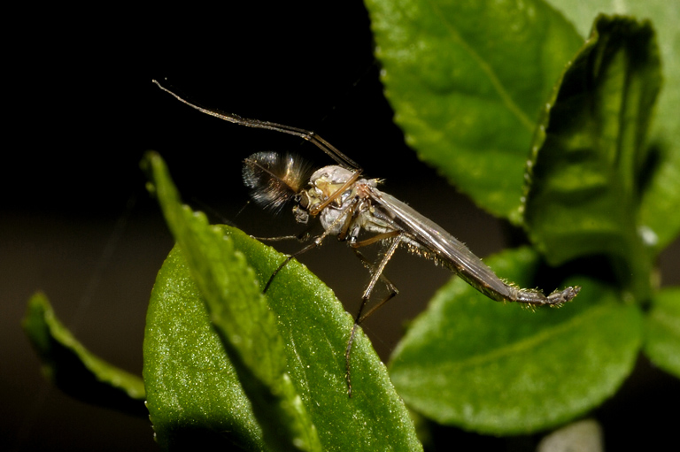 Chironomidae.