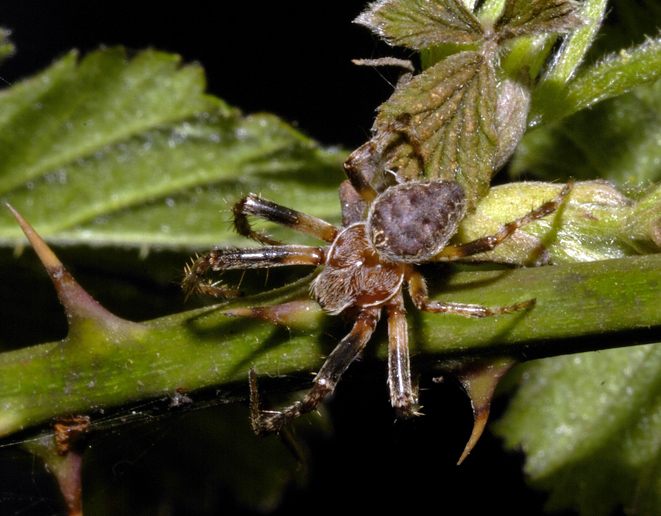 Maschio di Larinioides sp.
