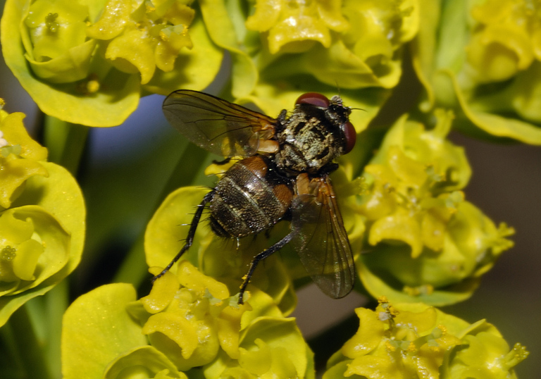 Piccola mosca da identificare