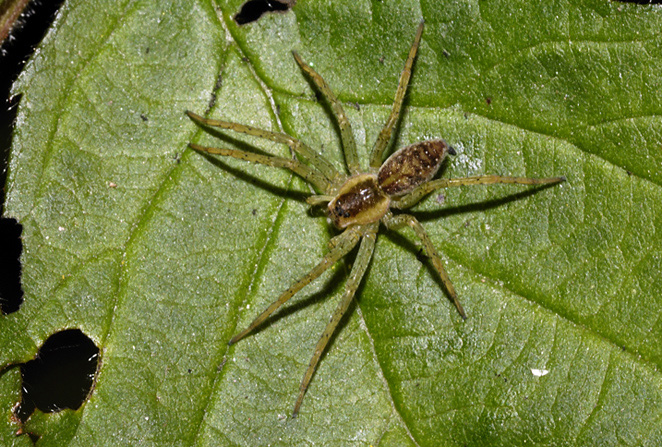 Dolomedes sp.