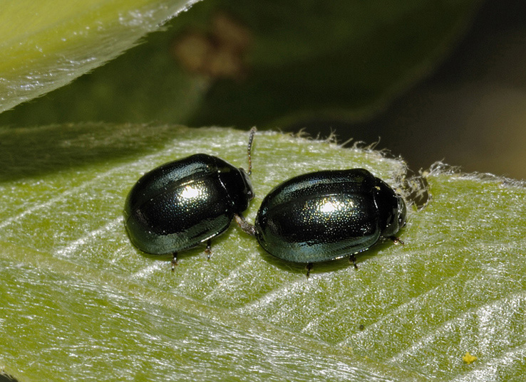 Coppia di coleotteri: Plagiodera versicolora