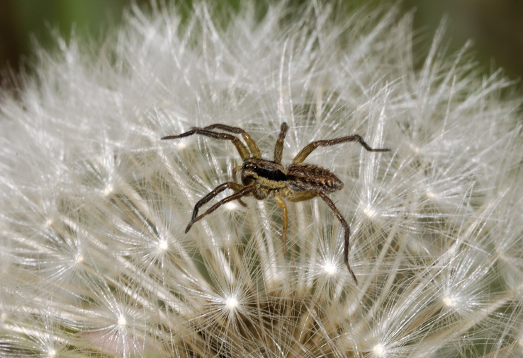 Hogna radiata, molto giovane