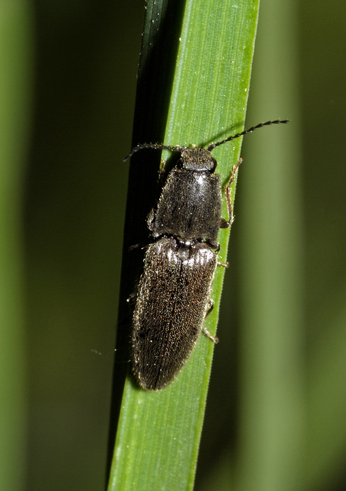Coleottero da identificare