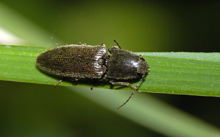 Coleottero da identificare