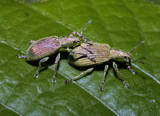 Polydrusus corruscus & Polydrusus formosus - Curculionidae