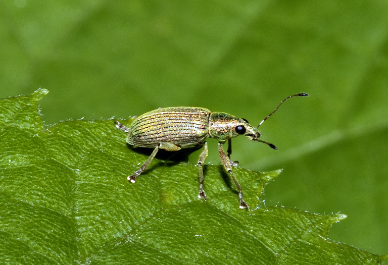 Polydrusus corruscus & Polydrusus formosus - Curculionidae