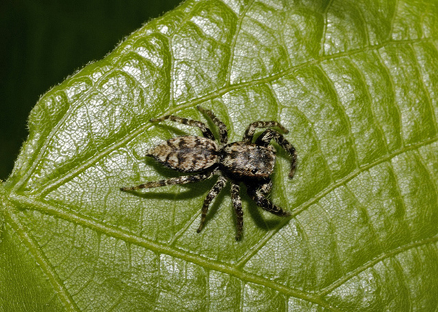 Marpissa muscosa