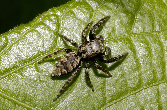Marpissa muscosa