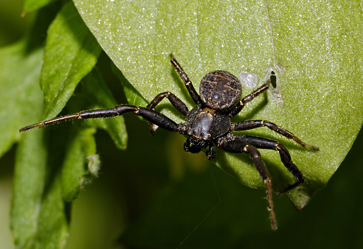 Xysticus sp.