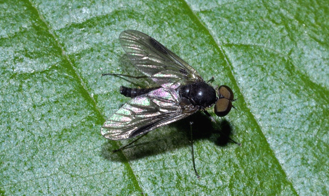 Chrysopilus sp. (Rhagionidae)