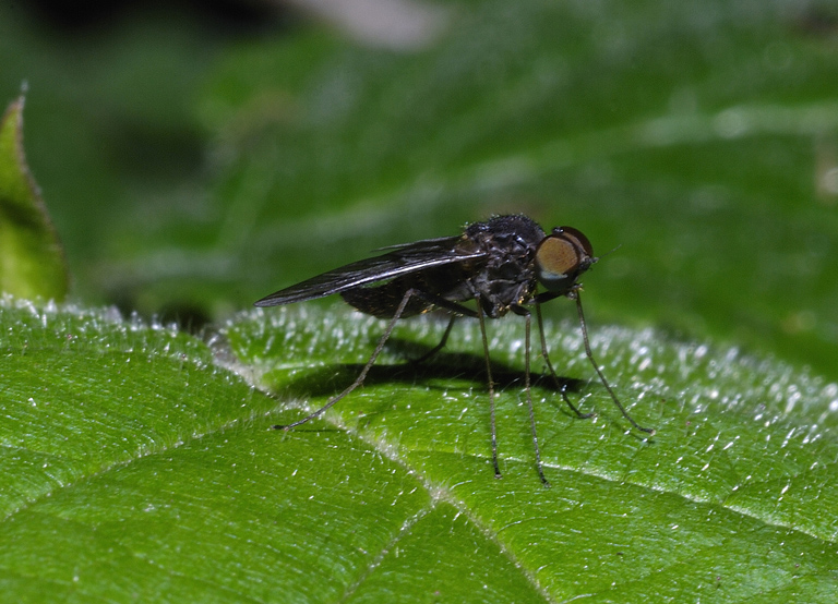 Chrysopilus sp. (Rhagionidae)