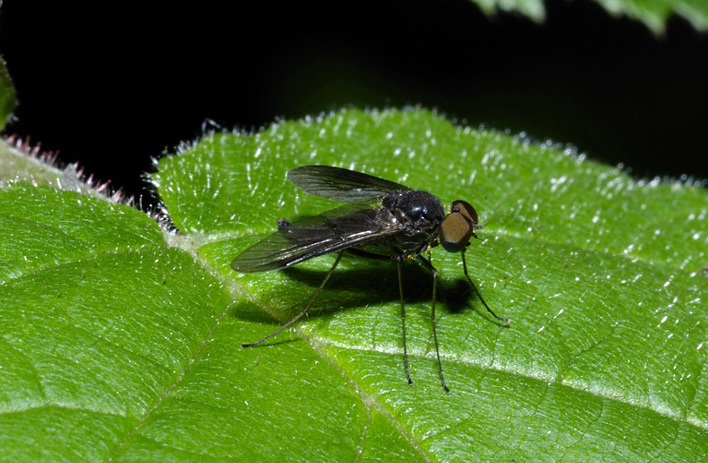 Chrysopilus sp. (Rhagionidae)