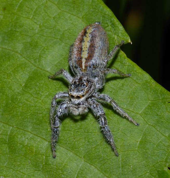 Marpissa pomatia