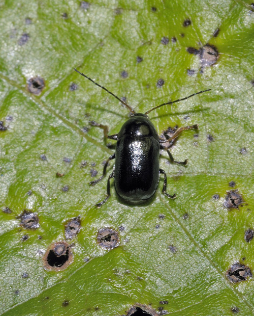 Coleotterino da determinare: Cryptocephalus nitidus