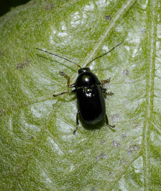 Coleotterino da determinare: Cryptocephalus nitidus