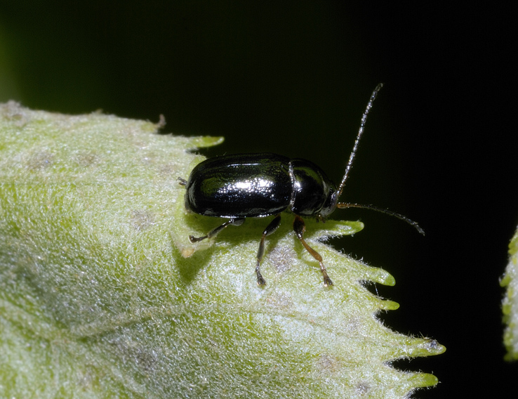 Coleotterino da determinare: Cryptocephalus nitidus