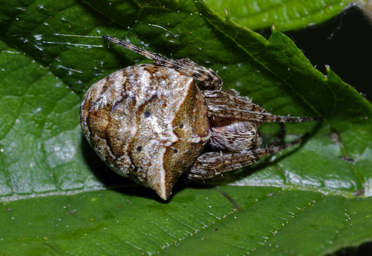 Gibbaranea bituberculata