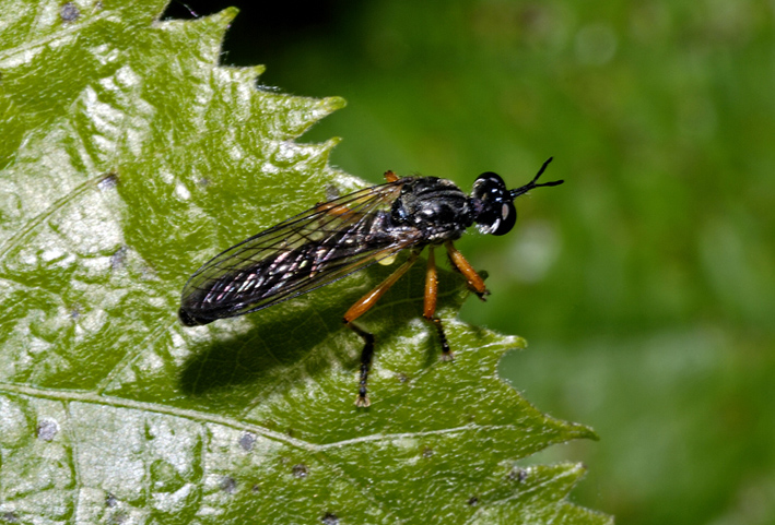 Dioctria sp. (Asilidae)