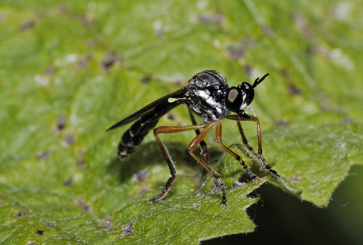 Dioctria sp. (Asilidae)