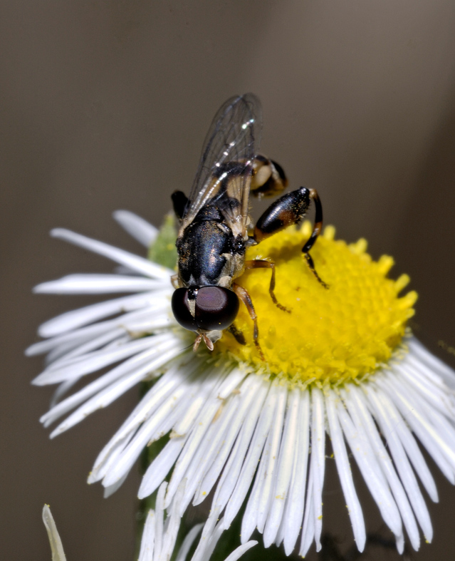 Syritta pipiens (Syrphidae)
