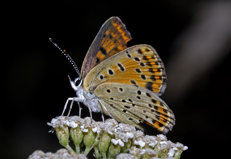 Lycaenide da identificare