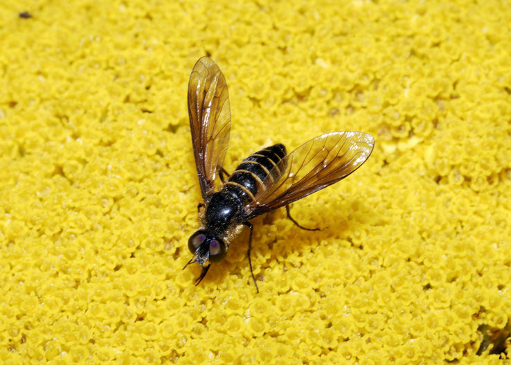 Dittero da identificare