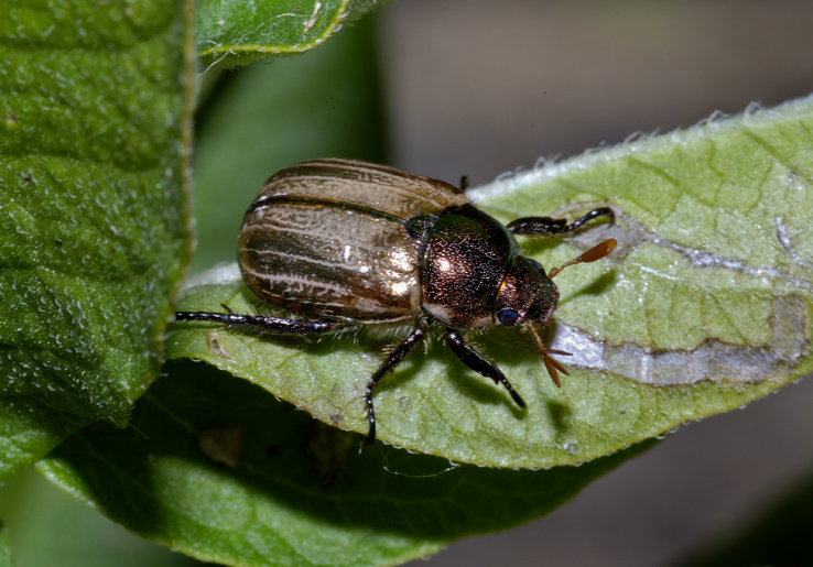 Coleottero da identificare