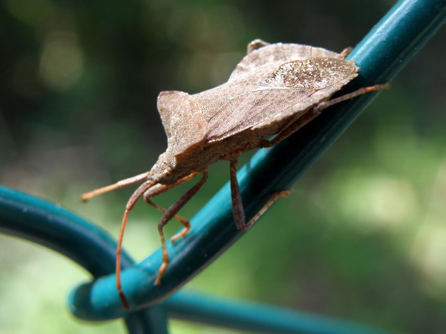 Da determinare: Coreus marginatus