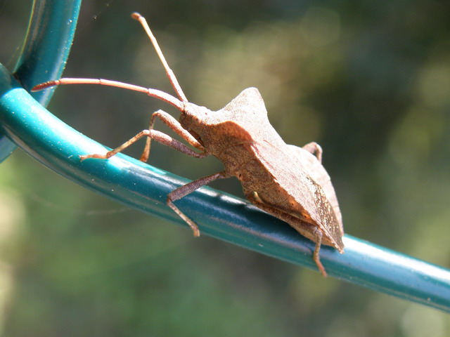 Da determinare: Coreus marginatus