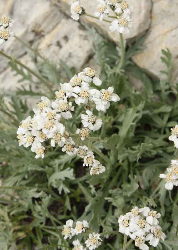 Achillea clavenae / Millefoglio di Clavena