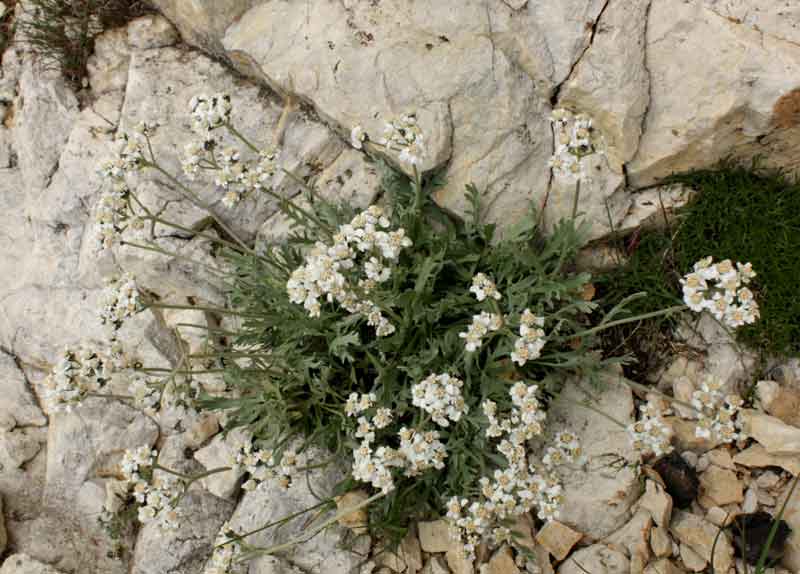 Achillea clavenae / Millefoglio di Clavena